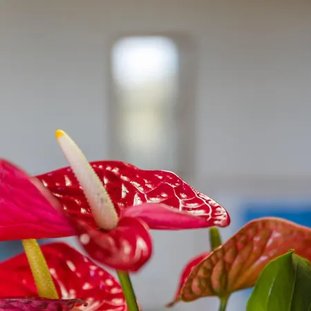 Apartment Elba Casale Al Mare Cm6 Marina di Campo