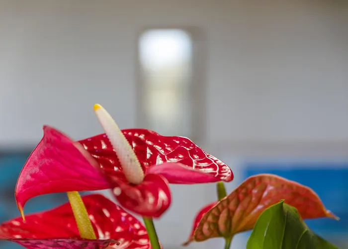 Appartement Elba Casale Al Mare Cm6 Marina di Campo